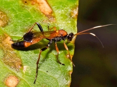 Ctenochares bicolorus