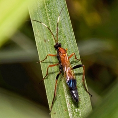 Ctenochares bicolorus