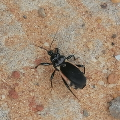 Ectrychotes andreae