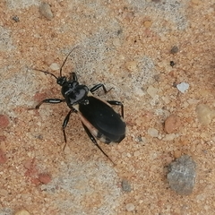 Ectrychotes andreae