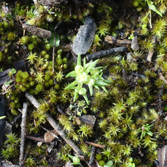 Siloxerus multiflorus