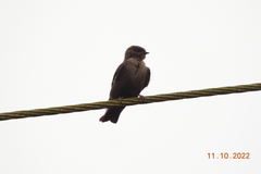 Ptyonoprogne concolor