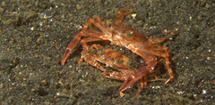 Portunidae