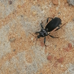 Ectrychotes andreae