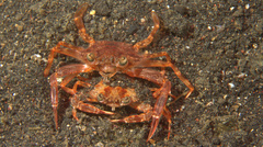 Portunidae