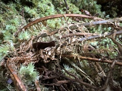 Arachniodes insularis image