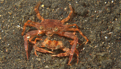 Portunidae