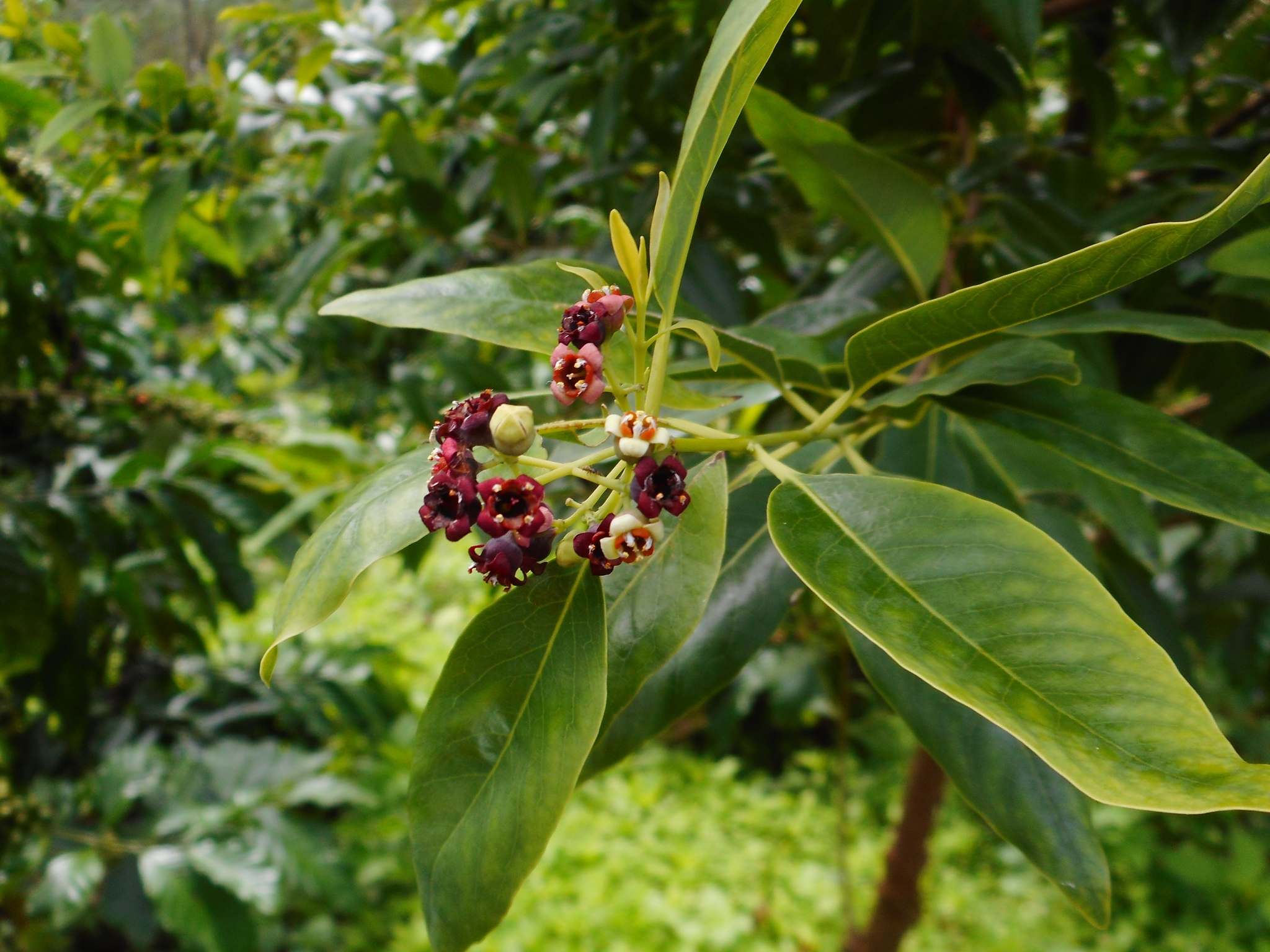 Santalum album — ảnh 2