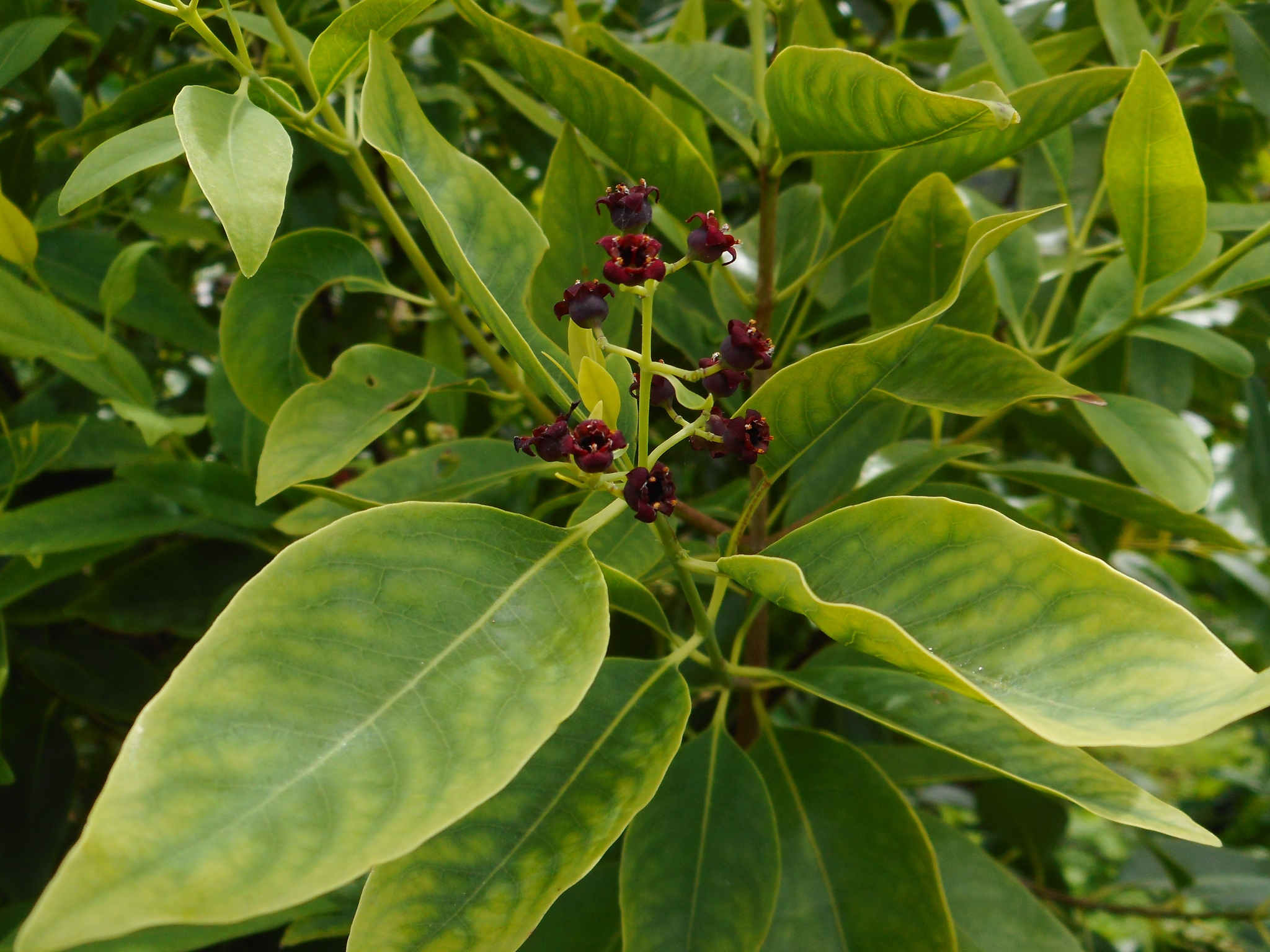 Santalum album (Santalum album)