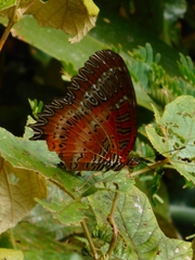 Cethosia biblis