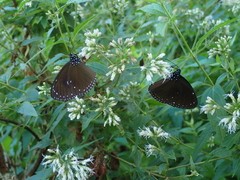 Euploea tulliolus koxinga