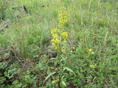 Solidago dahurica