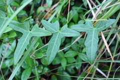 Solena amplexicaulis