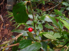 Lycianthes