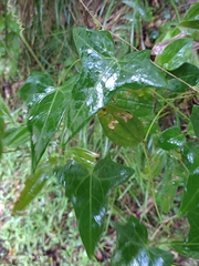 Solena amplexicaulis