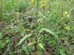 Solidago dahurica