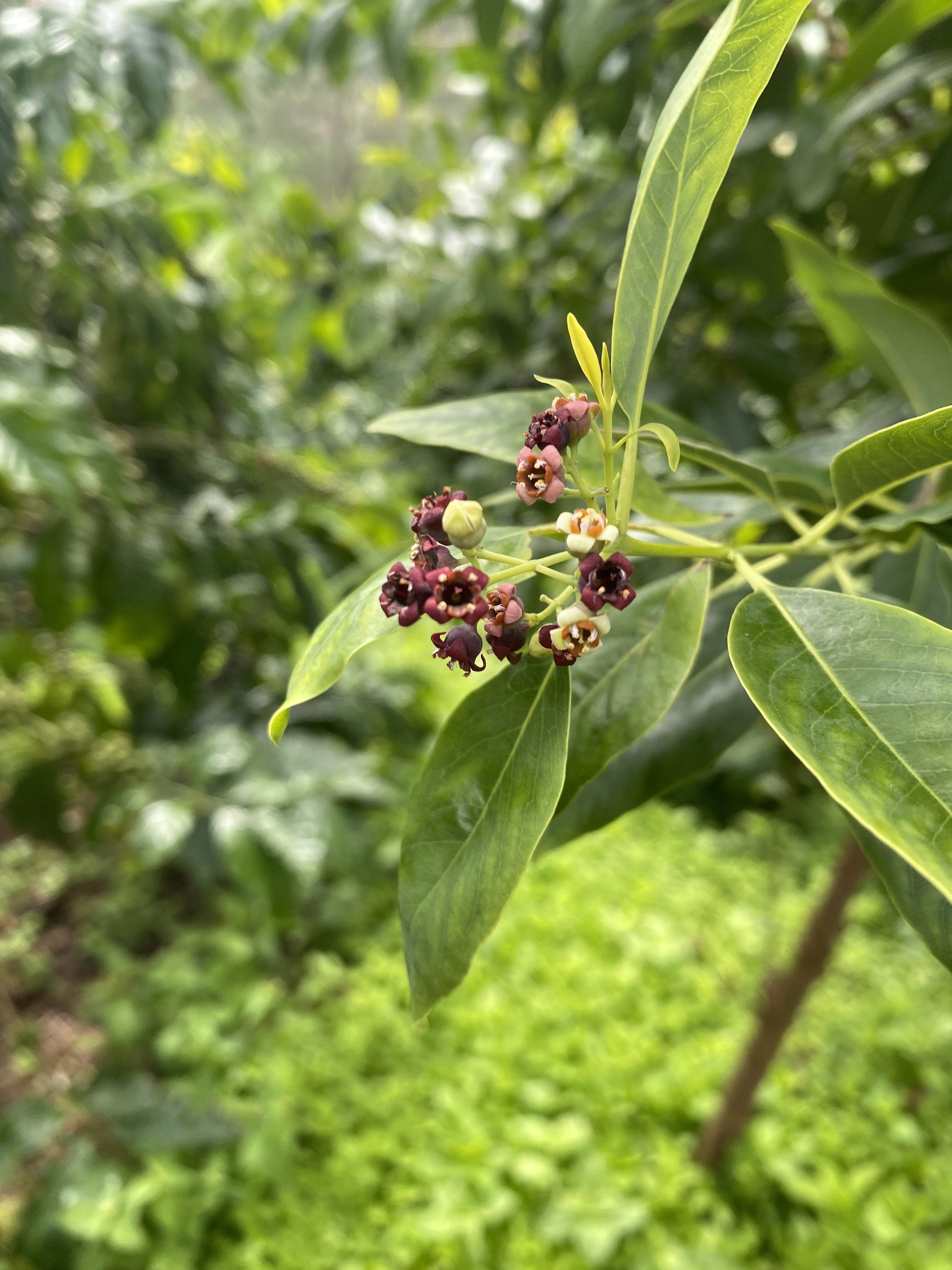 Santalum album — ảnh 3