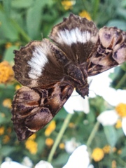Noctuana lactifera bipuncta