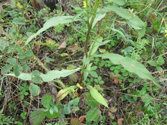 Solidago dahurica