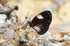 Euploea radamanthus