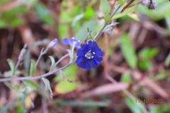 Evolvulus alsinoides