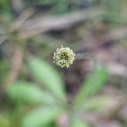 Image of Lagenophora gunniana by (c) yatesy, some rights reserved (CC BY)