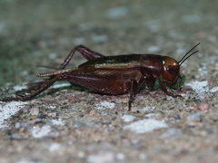 Teleogryllus derelictus