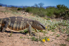 Varanus albigularis albigularis