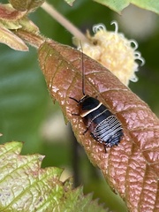 Ellipsidion australe