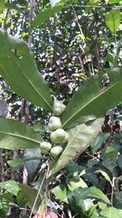 Camellia sinensis sinensis