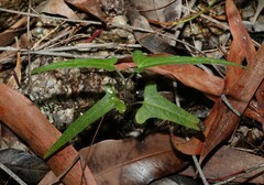 Aristolochia thozetii