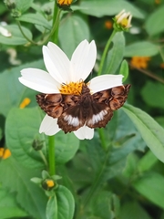 Noctuana lactifera bipuncta