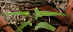 Aristolochia thozetii