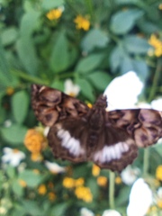 Noctuana lactifera bipuncta