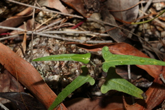 Aristolochia thozetii