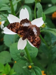 Noctuana lactifera bipuncta