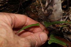Aristolochia thozetii