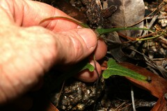 Aristolochia thozetii