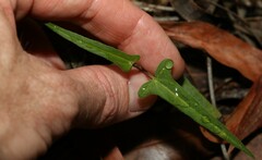 Aristolochia thozetii
