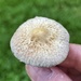 Agrocybe retigera - Photo (c) ym_wang_pnw, some rights reserved (CC BY-NC)