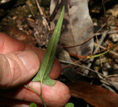 Aristolochia thozetii