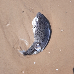 Lagocephalus sceleratus