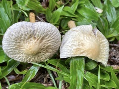Agrocybe retigera