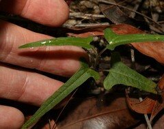 Aristolochia thozetii