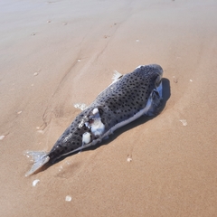 Lagocephalus sceleratus