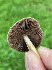 Agrocybe retigera