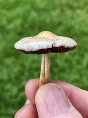 Agrocybe retigera
