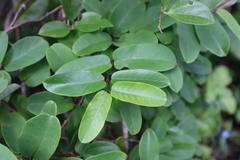 Cryptolepis sinensis