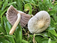 Agrocybe retigera