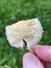 Agrocybe retigera